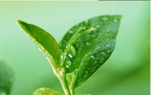 茶叶中茶氨酸的高效液相色谱仪检测